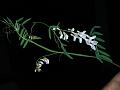 Delicate Himalayan Vetch