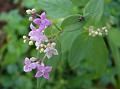 Delta-Petal Starviolet