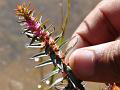 Dense-Flowered Rotala