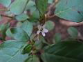 Desert Horse Purslane