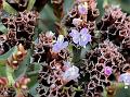 Desert Sea Lavender