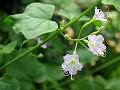 Diffuse Hogweed