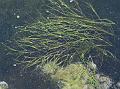Ditch Grass