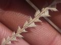 Doormat Lovegrass