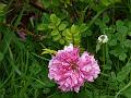 Double Chestnut Rose