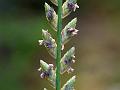 Double-Row Lovegrass