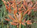 Double-Umbel Fimbry