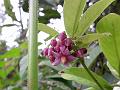 Duckeye Coralberry