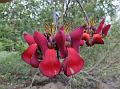 Dusky Coral Bean