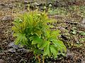 Dwarf Jatropha