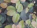 Dwarf Pachmarhi Fig