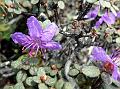 Dwarf Snow Rhododendron