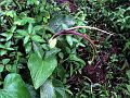 Dwarf Voodoo Lily