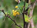 Dye Barberry
