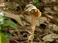Eared Cobra Lily