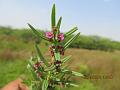 Eared Redstem