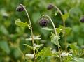 Eared-Leaf Saw-Wort