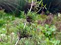 East Himalayan Bamboo
