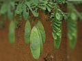 East Himalayan Dalbergia