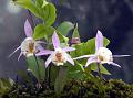 East-Asian Pleione