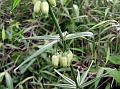 East-Asian Solomon Seal
