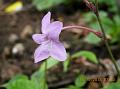 East-Himalayan Bell-Bush