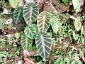 East-Himalayan Decorated Taro