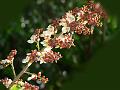 East-Himalayan Derris