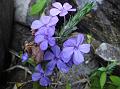 East-Himalayan Eranthemum