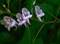 East-Himalayan Flowering Balsam