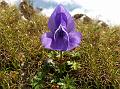 East-Himalayan Monkshood