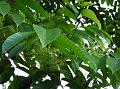 East-Himalayan Sumac
