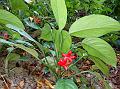 East-Indian Evergreen