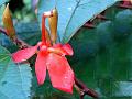 East-Indian Screw Tree