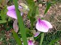 East-Indian Short-Helmet Orchid