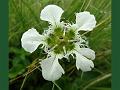 Eastern Bog Star