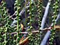 Eastern Cottonwood