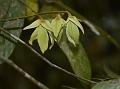 Eastern Dwaba-Berry