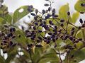 Eastern Wild Privet