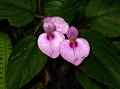 Elegant Balsam