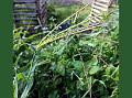 Elegant Rat-Tail Grass