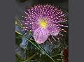 Elegant Spider-Flower