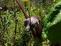 Elephant Cobra Lily