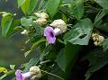 Elephant Creeper