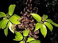 Elliptic-Leaved Schefflera