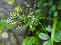 Elongated Sweet-Grass