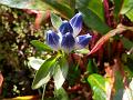 Elwes Gentian