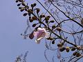 Empress Tree