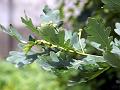English Oak