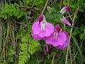 Entire Leaf Lousewort